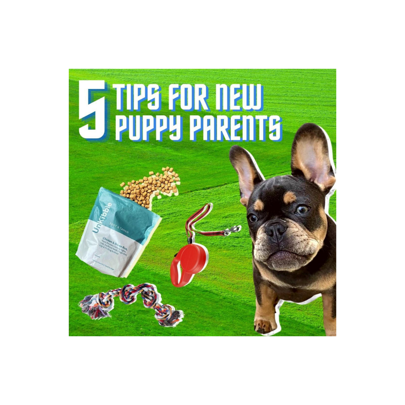 5 Tips For New Puppy Parents